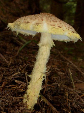 Lepiota ventriosospora, Gelbwolliger Schirmling